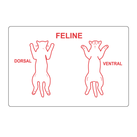 NEVS Feline Dorsal Ventral Label 2" x 3" White w/Red VW-0065